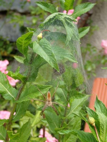 Pisaura mirabilis
